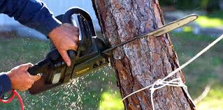 Rineyville, KY Tree Care Company
