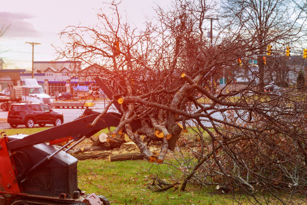 Best Tree Risk Assessment  in Rineyville, KY
