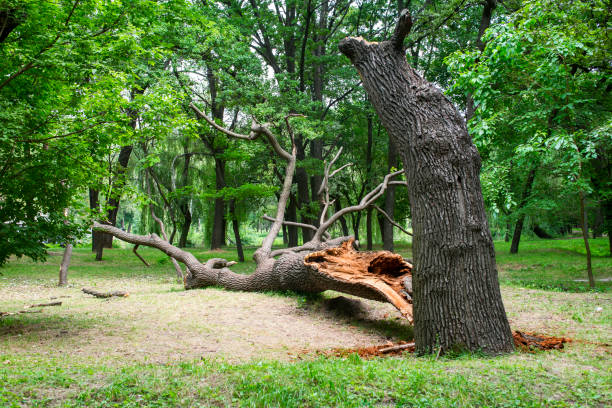 How Our Tree Care Process Works  in  Rineyville, KY