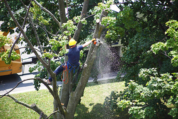 Best Seasonal Cleanup (Spring/Fall)  in Rineyville, KY