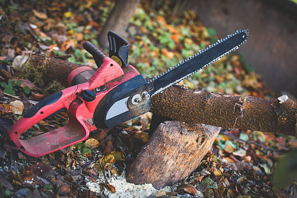 Best Leaf Removal  in Rineyville, KY